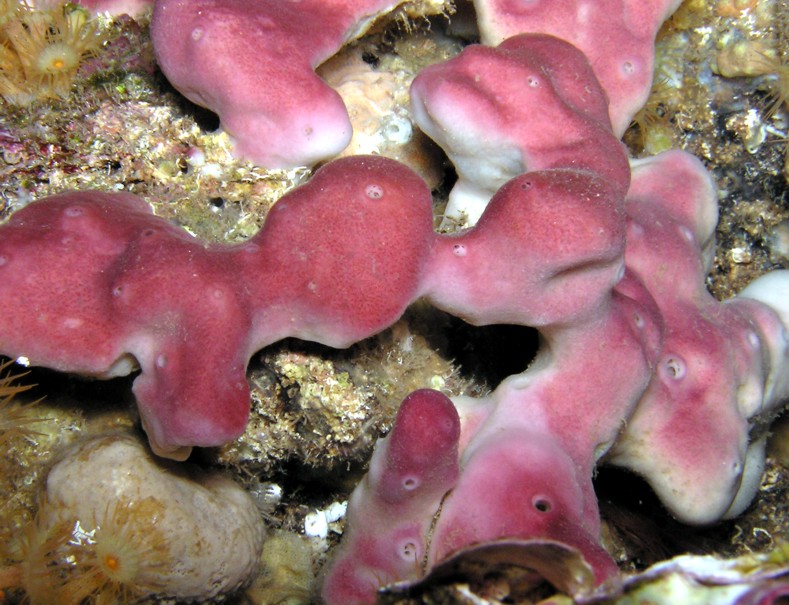 Petrosia ficiformis (Poiret, 1794)